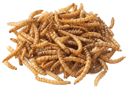 Сушеный мучной червь