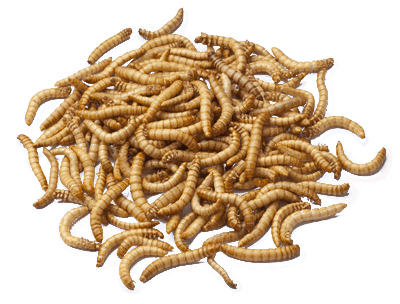 Сублимированный мучной червь